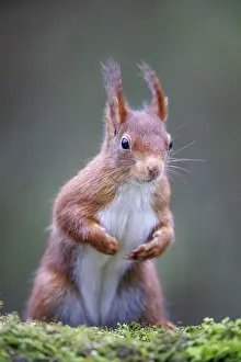 Squirrel (Sciurus vulgaris), Germany, Europe