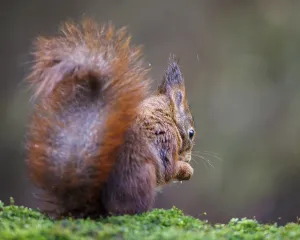 Squirrel (Sciurus vulgaris), Germany, Europe
