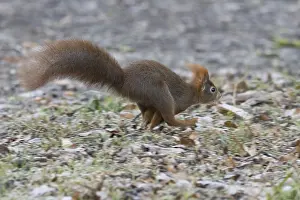 A squirrel (Sciurus vulgaris) running across forest-covered ground in autumn