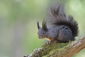 Squirrel (Sciurus vulgaris) sitting on a branch
