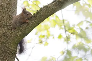 A squirrel (Sciurus vulgaris) sitting on a branch in a green