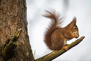 Squirrel (Sciurus vulgaris) sitting on a branch and holding a hazelnut in its paws