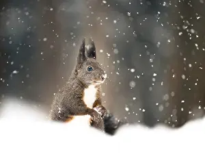 Squirrel (Sciurus vulgaris) during snowfall