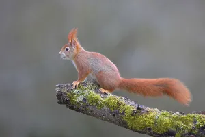 Squirrel (Sciurus vulgaris) standing on a branch covered with moss