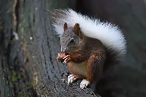 Squirrel (Sciurus vulgaris), with white tail
