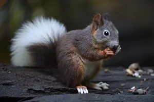 Squirrel (Sciurus vulgaris), with white tail