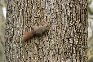 Squirrel (Sciurus vulgaris), wildlife