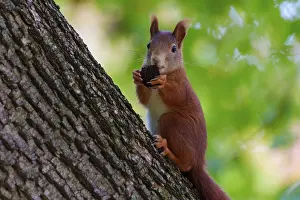 Squirrel (Sciurus vulgaris), wildlife, Germany