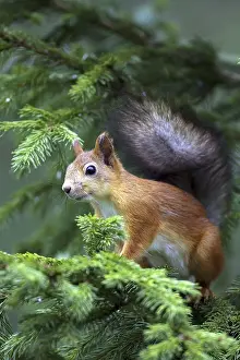 Squirrel, (Sciurus vulgaris), young animal
