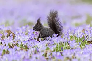 A squirrel sits in a meadow with flowers
