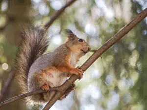 Squirrel sitting curiously on a branch up in a tree in a forest