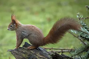 Squirrel sitting on tree stump looking left