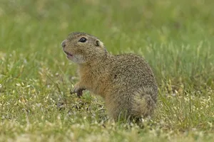 Squirrel standing in green meadow looking left