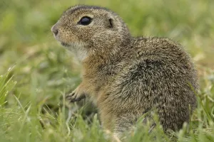 Squirrel standing in green meadow looking left