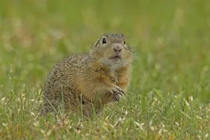 Squirrel standing in a green meadow looking to the right