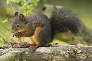 Squirrel with tongue sticking out sitting on tree trunk looking left