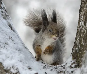 The squirrel on a tree, cold winter
