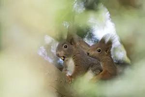 Two squirrels (Sciurus vulgaris on a branch)