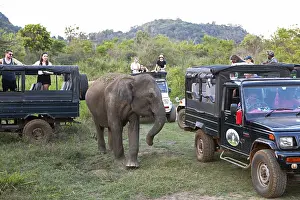 Sri Lanka elephant or Ceylon elephant (Elephas maximus maximus) between safari jeeps in the evening light