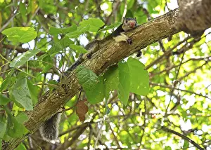 Sri Lanka giant squirrel (Ratufa macroura) on a tree