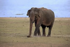Sri Lankan elephant (Elephas maximus maximus)