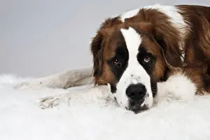 St. Bernard dog putting its head on the paws