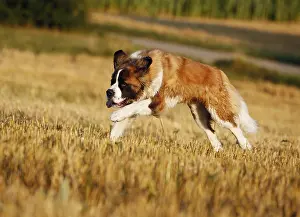 St. Bernard, male dog running across a stubble field