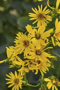 St James ragwort (Jacobaea vulgaris)