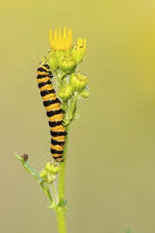 St James ragwort (Tyria jacobaeae)