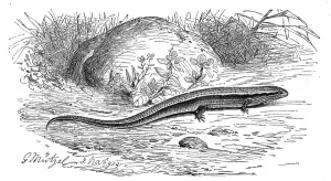 St. Johns lizard, Ablepharus kitaibelii