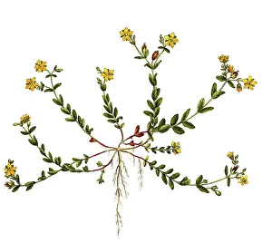 St john's wort (Hypericum) humifusum