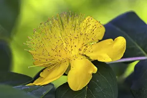 St. John's wort (Hypericum perforatum)