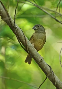St. Lucia Black Finch (Melanospiza richardsoni)