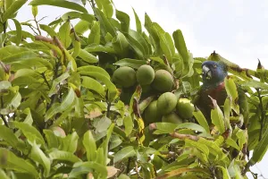 St. Lucia Parrot (Amazona versicolor) adult