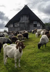 Stable for Heidschnucken sheep