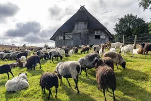 Stable for Heidschnucken sheep