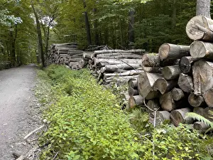 Stacked cut down tree trunks on the edge of a forest path