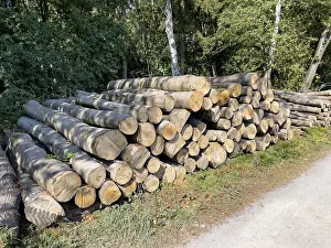 Stacked cut down tree trunks on the edge of a forest path
