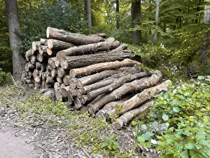 Stacked cut down tree trunks on the edge of a forest path