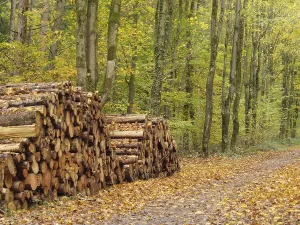 Stacked logs along an autumn path in the forest with golden leaves