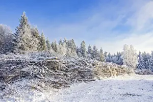 Stacked timber heap by a forest road in a snowy spruce forest a cold winter day