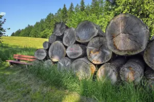 Stacked tree trunks at the edge of the forest