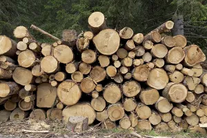 Stacked tree trunks in the forest