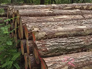 Stacked tree trunks in the forest with red markings
