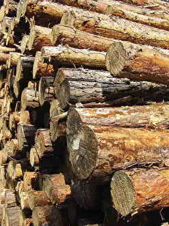 Stacked tree trunks in the forest stacked tree trunks in the forest