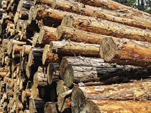 Stacked tree trunks in the forest stacked tree trunks in the forest