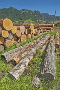 Stacked tree trunks in a green meadow
