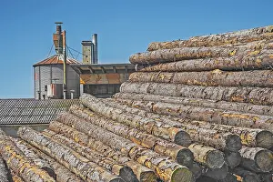 Stacked tree trunks, spruce (Picea)