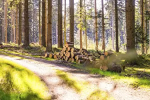 Stacked tree trunks along a sunny forest path