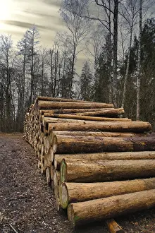 Stacked tree trunks by the side of the road in the forest